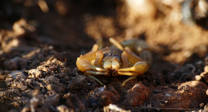 Close-up photograph of a scorpion on natural desert terrain in Tucson, Arizona