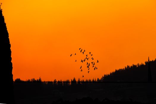 Silhouette of birds flying at sunset with an orange sky backdrop, creating a dramatic scene.