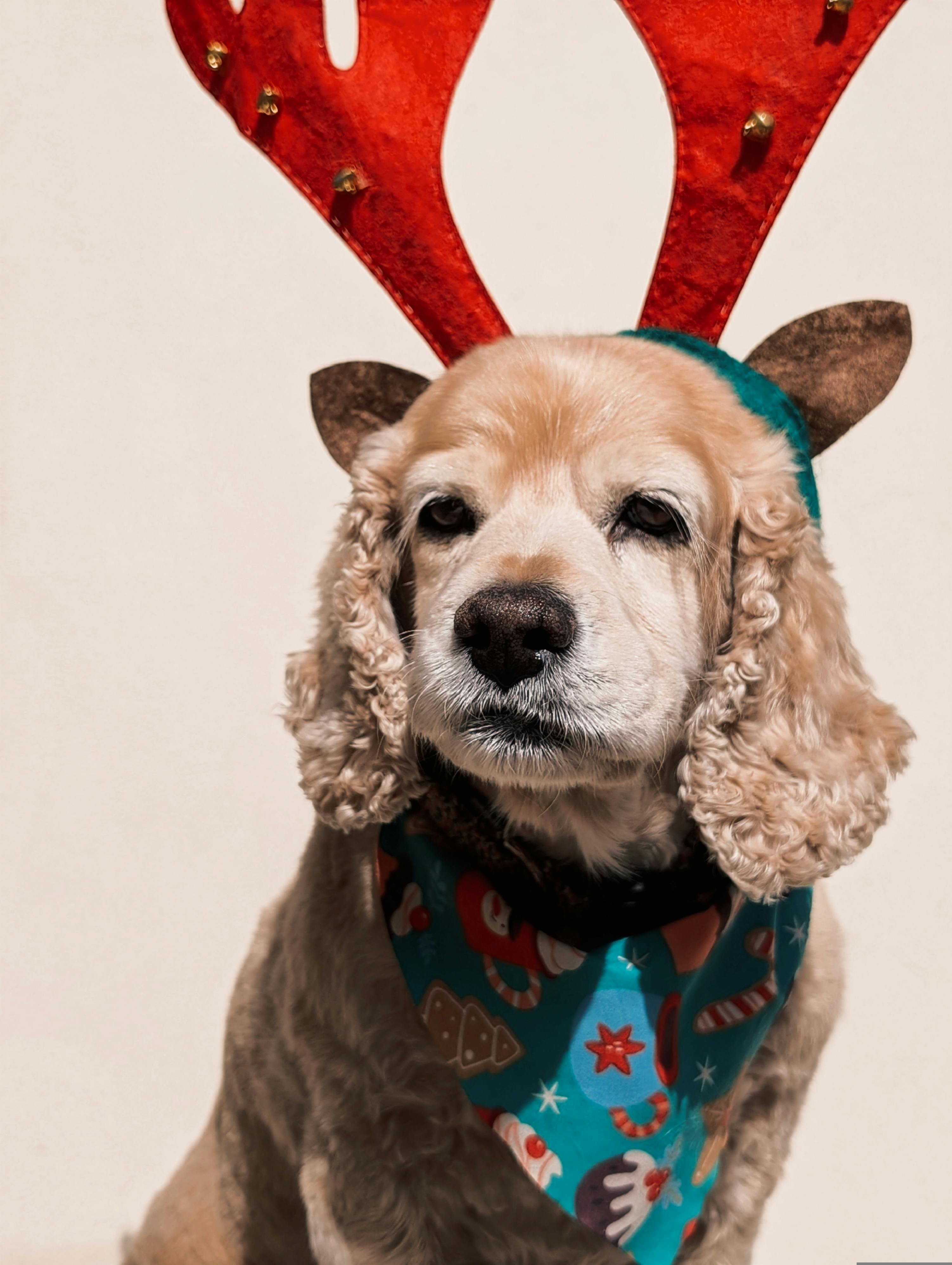 De franc Foto d'estoc gratuïta de adorable, alegre, alegre de vacances Foto d'estoc