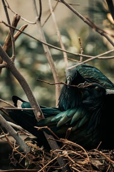 A vibrant green pigeon builds its nest among bare branches, showcasing nature's beauty and avian behavior.