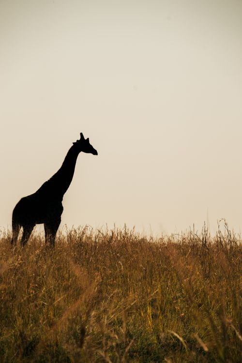 Silhouette of Giraffe in African Grassland at Sunset · Free Stock Photo