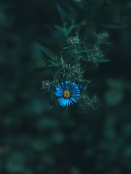 A striking blue aster flower stands out against a dark, moody background.