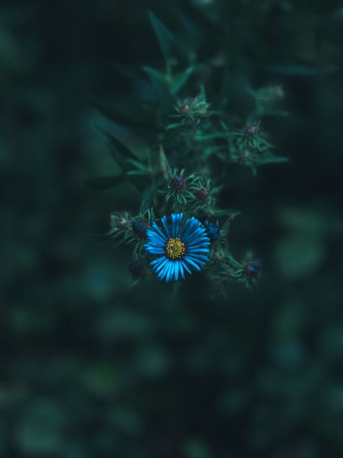 Free A striking blue aster flower stands out against a dark, moody background. Stock Photo