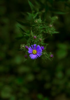 Close-up of a vibrant purple aster flower with a blurred green background.