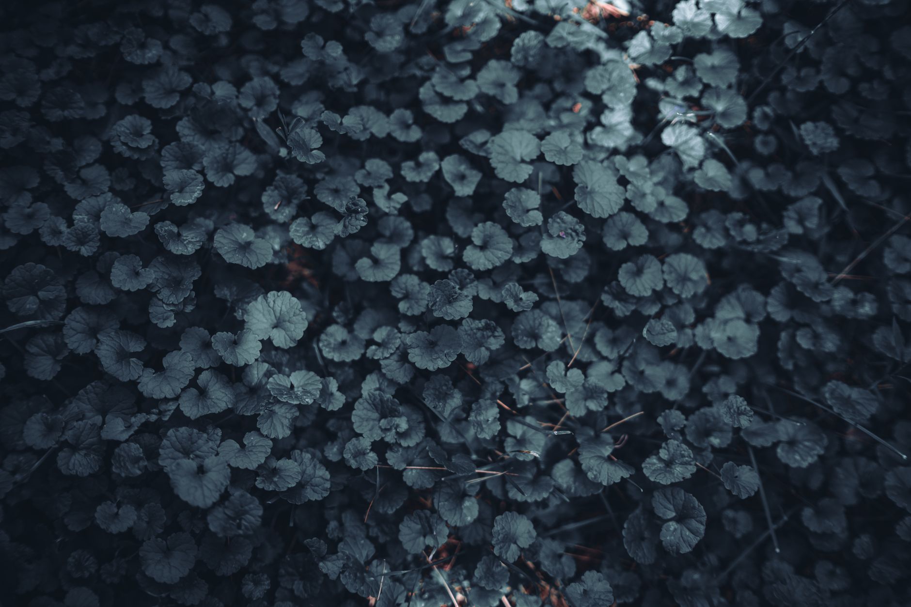 Fototapete Natur Wald Fazit 2026