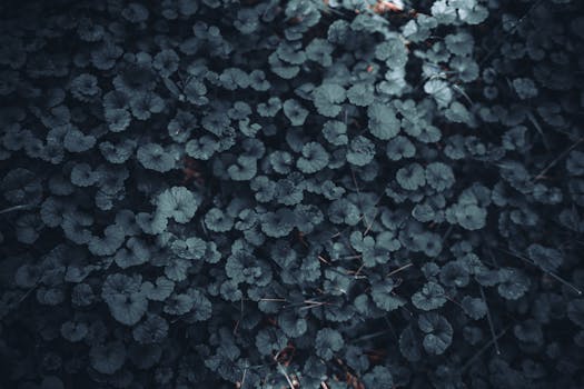 A dense, dark-toned foliage background with a moody atmosphere, perfect for wallpapers.