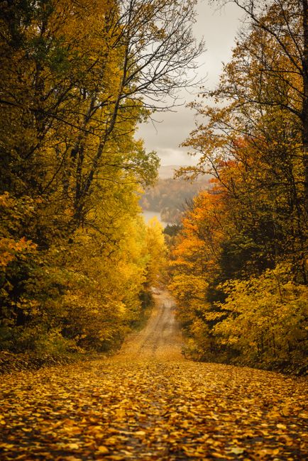 A serene autumn pathway lined with vibrant fall foliage, showcasing nature's colorful season.