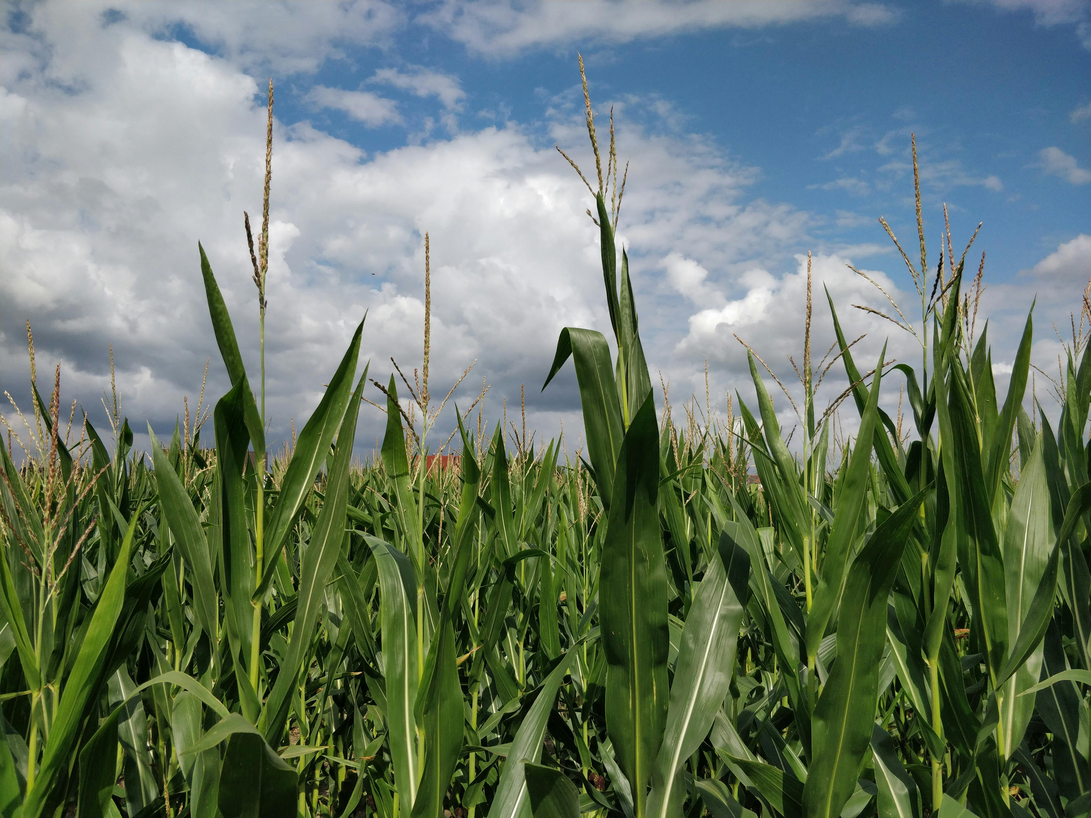 Free stock photo of agriculture, corn, field