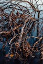 Entwined Branches Over Water in Serene Setting