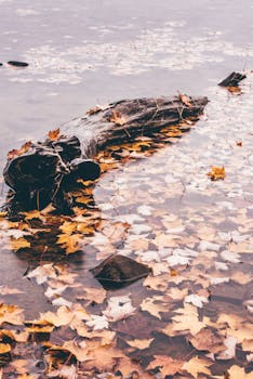 迷人的秋色中，漂浮的枫叶与平静水面的原木，映衬出季节的美丽