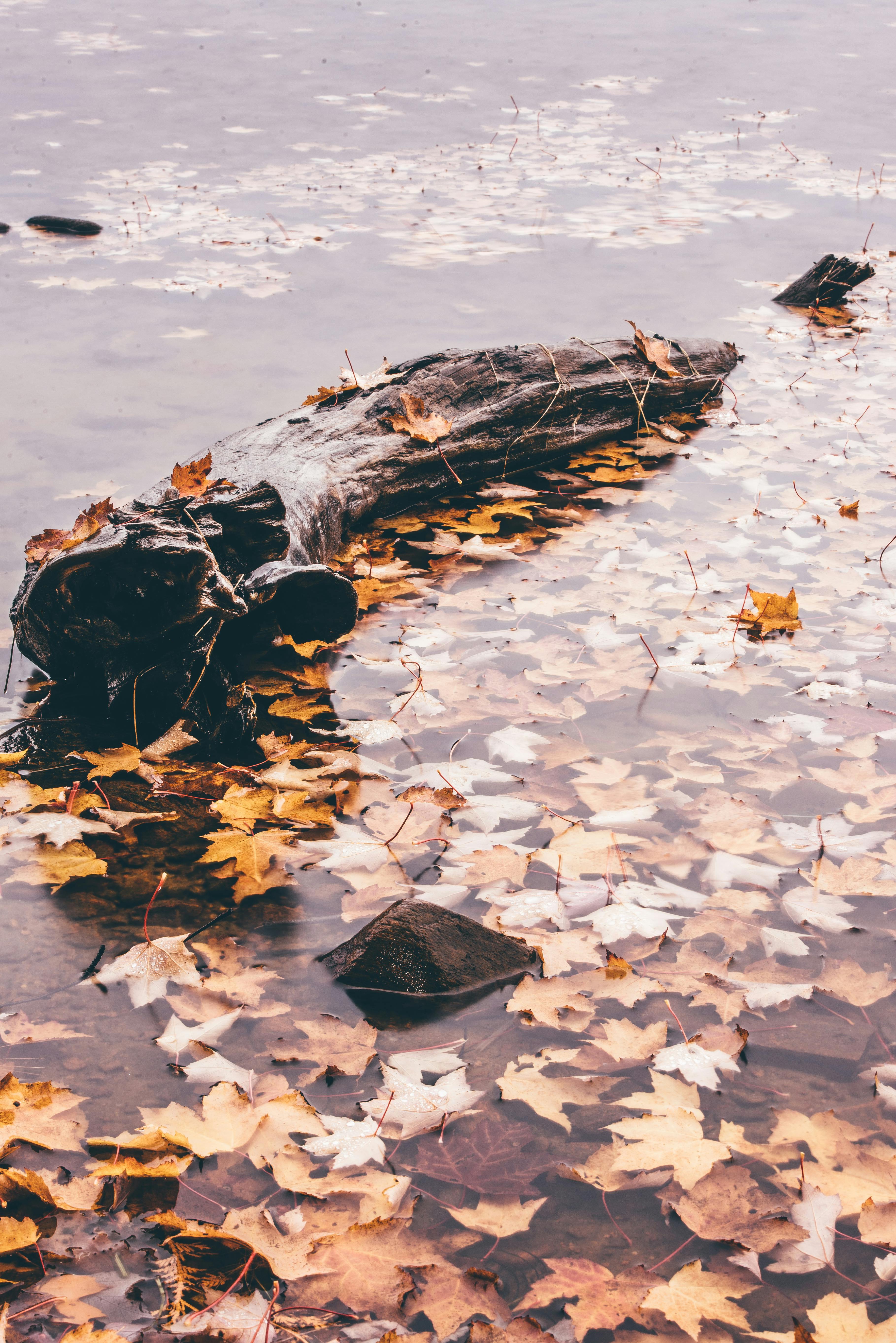 Brown and Yellow Leaves on Body of Water · Free Stock Photo