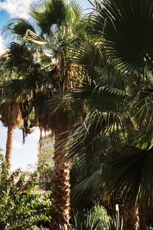 Free Lush palm trees basking under sunny skies in Sicily, Italy, showcasing Mediterranean beauty. Stock Photo
