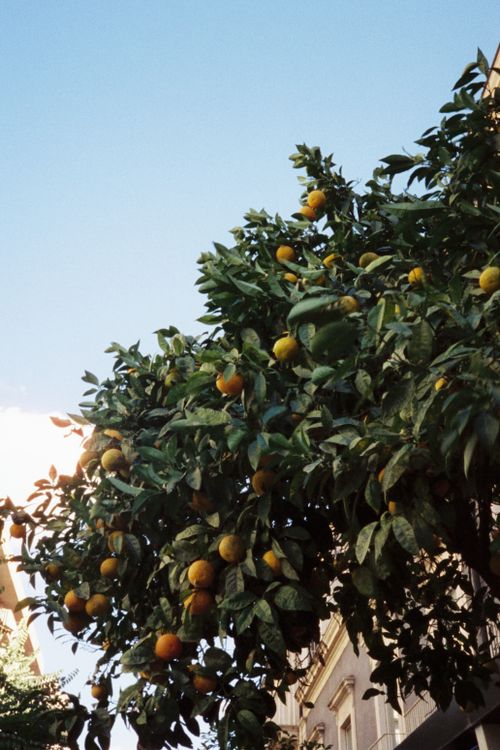Free Vibrant orange tree thriving in a sunlit street in Sicily, Italy, captured on film. Stock Photo