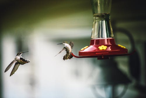 Dos Colibríes