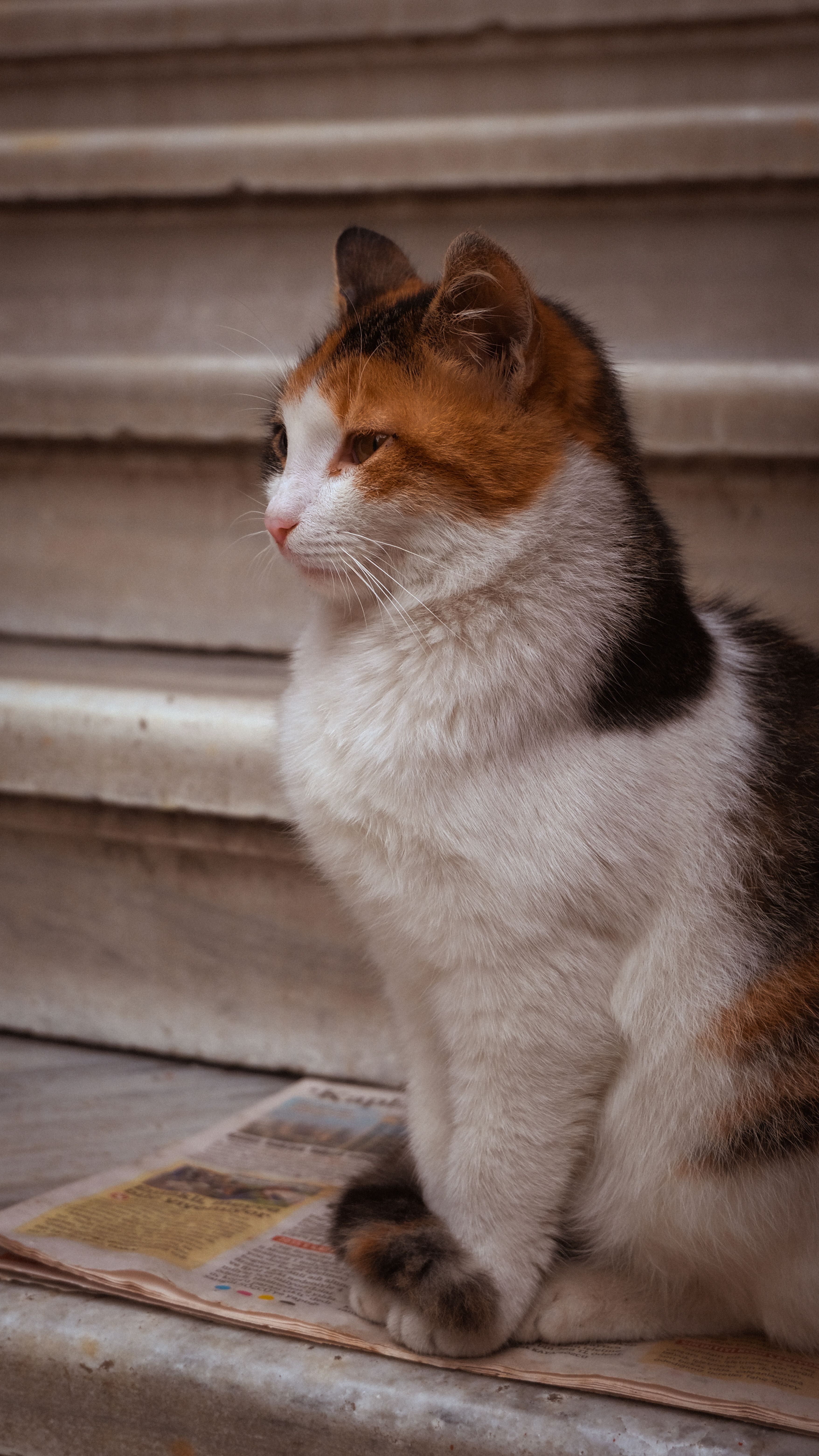Calico Cat Relaxing on Outdoor Steps · Free Stock Photo