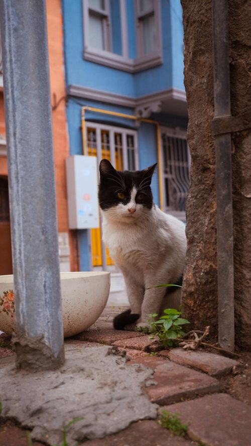 Free A street cat in a picturesque urban alley next to vibrant colored buildings. Stock Photo