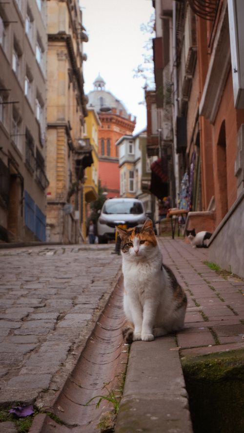 Free Calico cat sitting on a cobblestone street in a historic European town, with traditional architecture in the background. Stock Photo