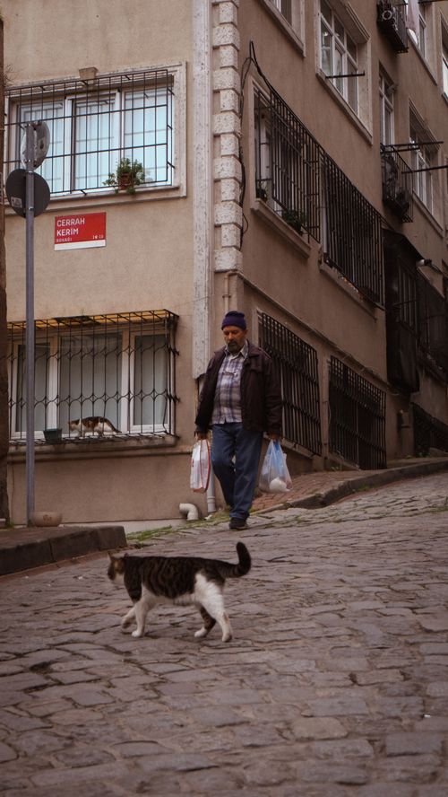 Free Urban street scene with man carrying bags and a cat crossing cobblestones. Stock Photo