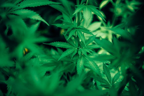 Planta Verde Cannabis