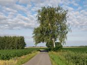 A serene rural road bordered by lush fields and birch trees under a bright summer sky.