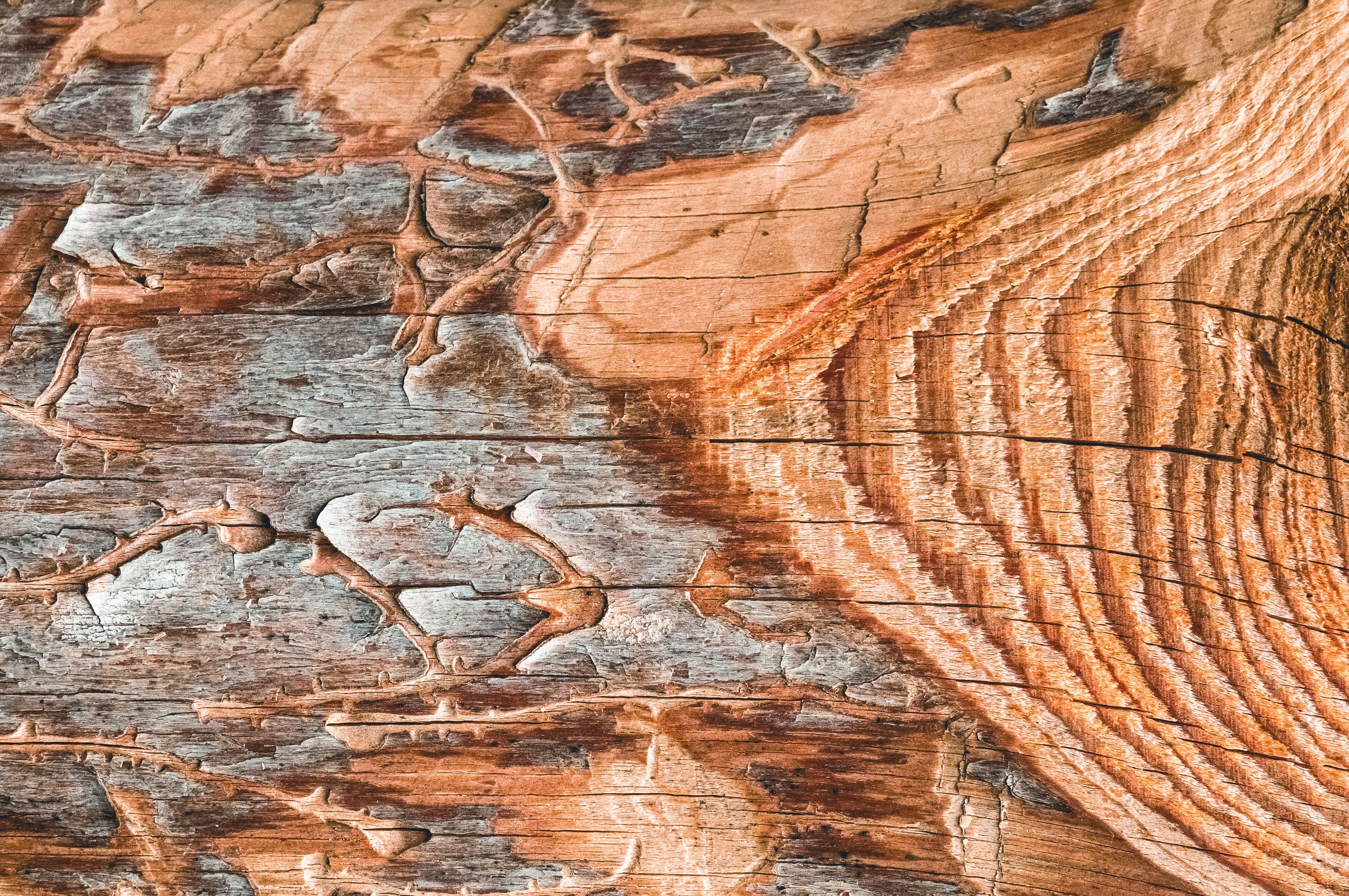Intricate close-up of an aged wooden surface showcasing natural patterns and textures.