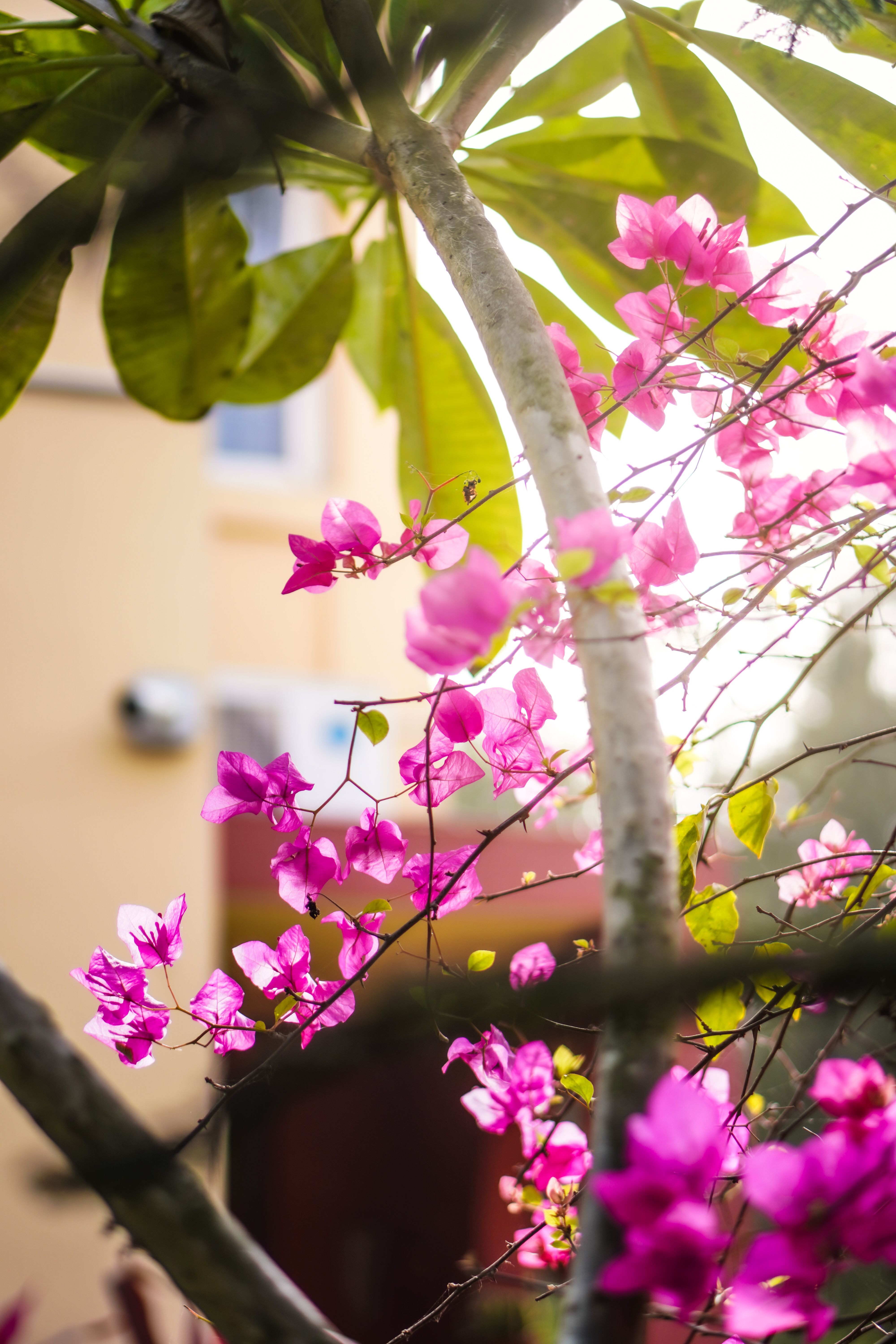 Vibrant Bougainvillea in Sunlit Garden · Free Stock Photo