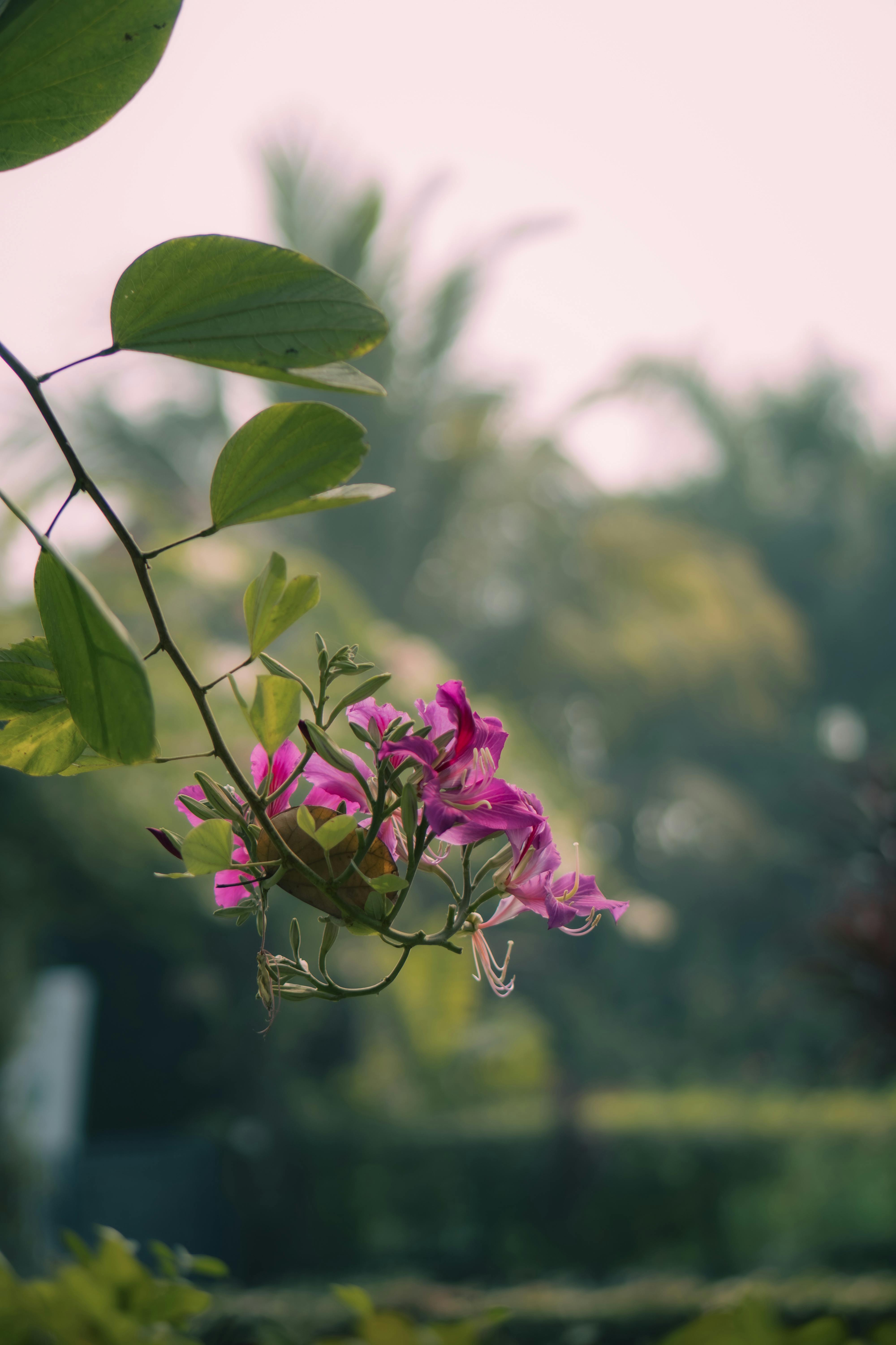 [ColoSach]-captivating-pink-flowers-blooming-against-lush-tropical-foliage-in-a-serene-outdoor-garden-setting.