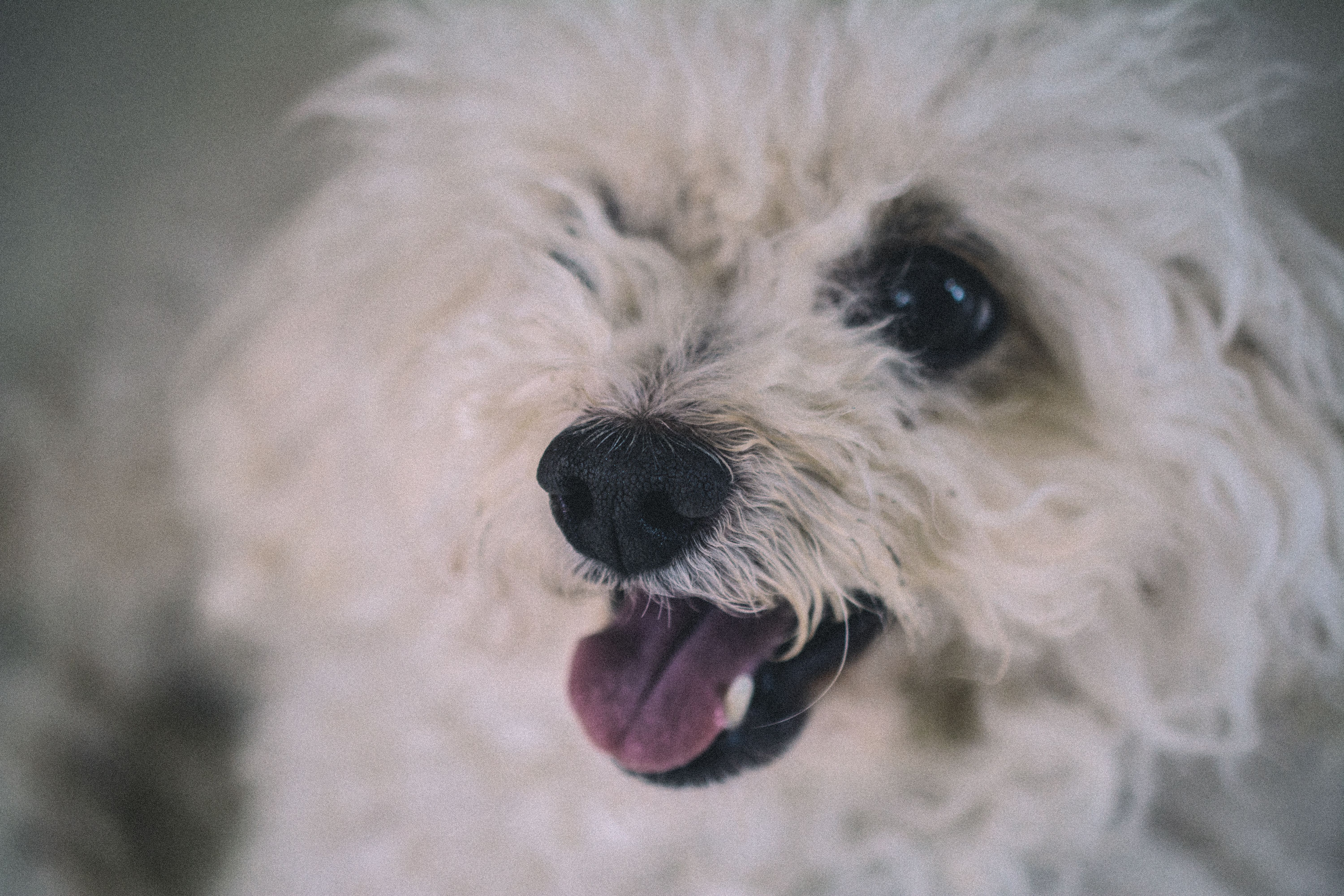 Veterinary care for a dog