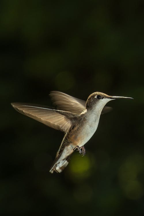 Fotobanka s bezplatnými fotkami na tému divočina, fotografie zvierat žijúcich vo voľnej prírode, humming bird