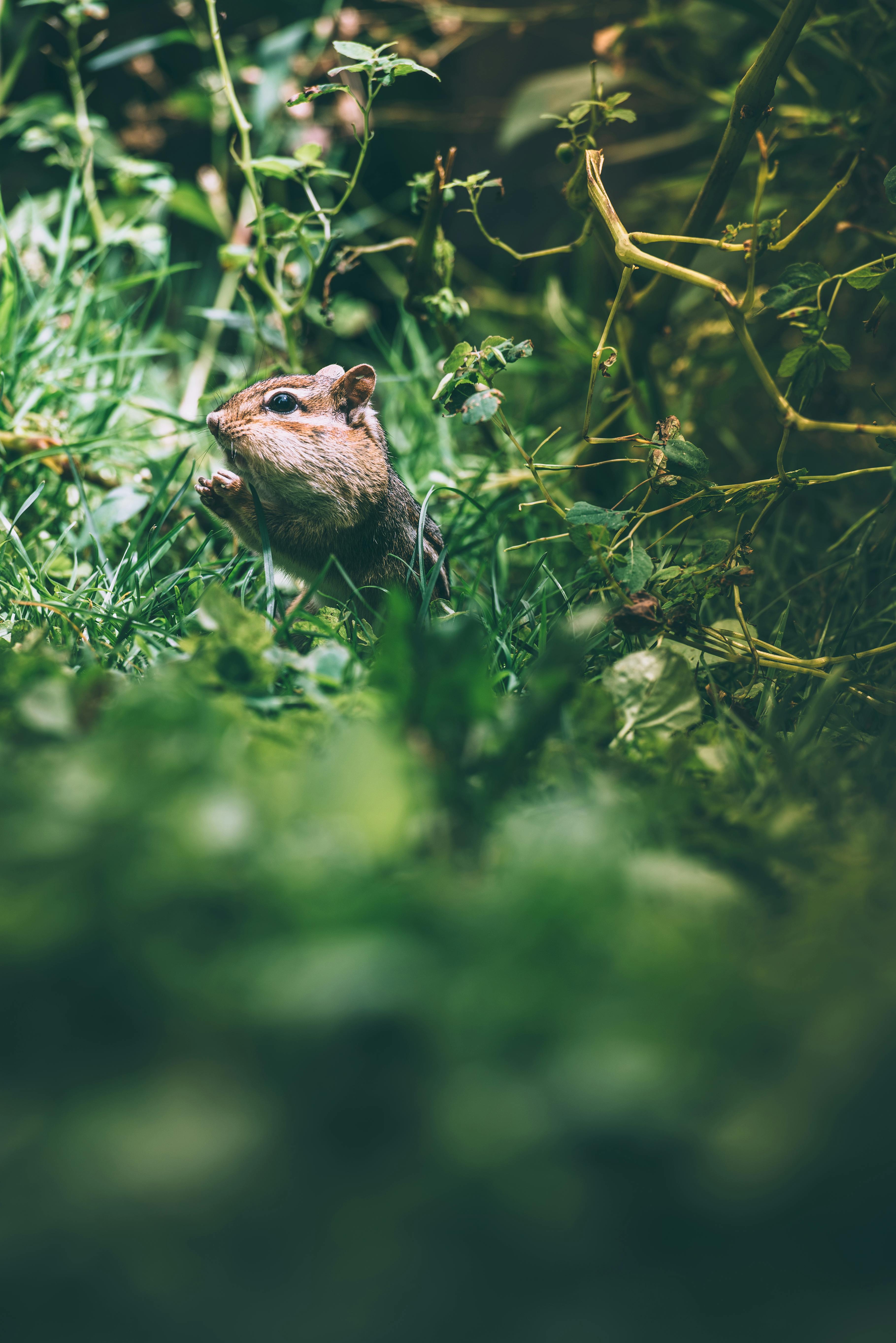 A chipmunk hides among lush green grass and plants, captured with selective focus in its natural habitat.