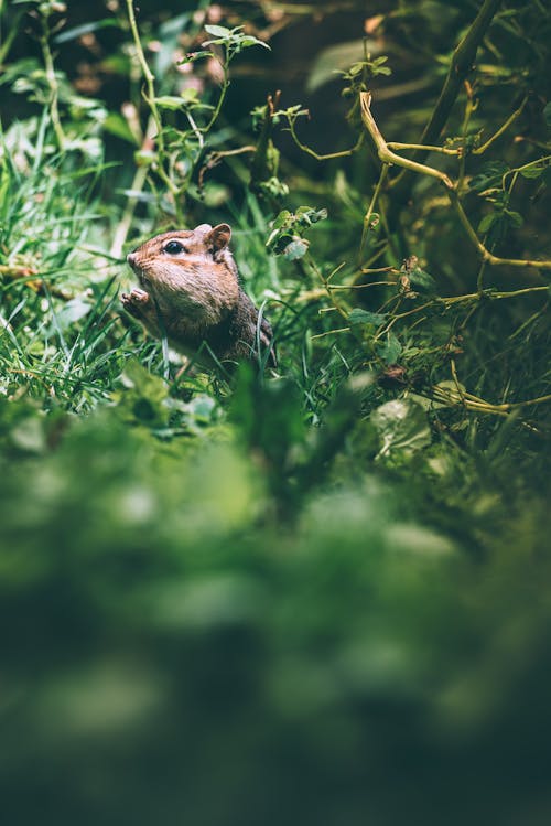 Gratis lagerfoto af dybde, dyr, dyrefotografering