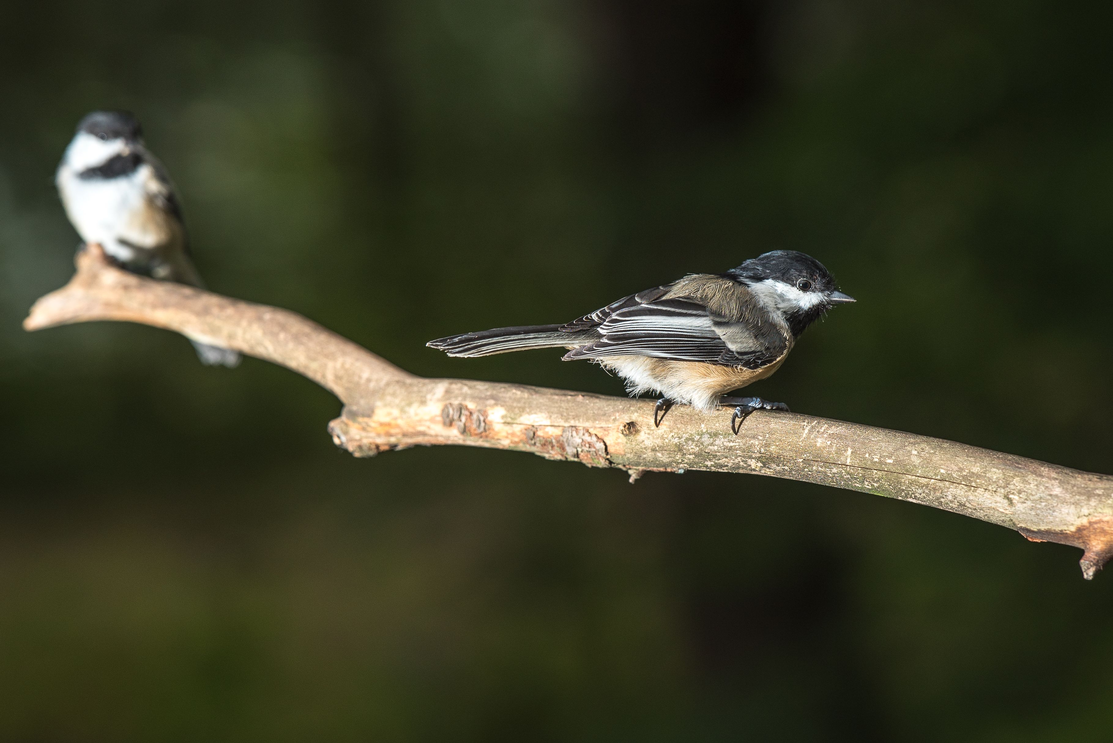 Two Black-capped Chickadees perched on a branch in a natural setting, displaying their distinctive plumage.