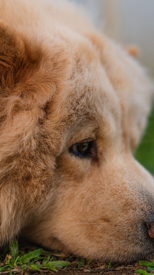 Hund in der Natur