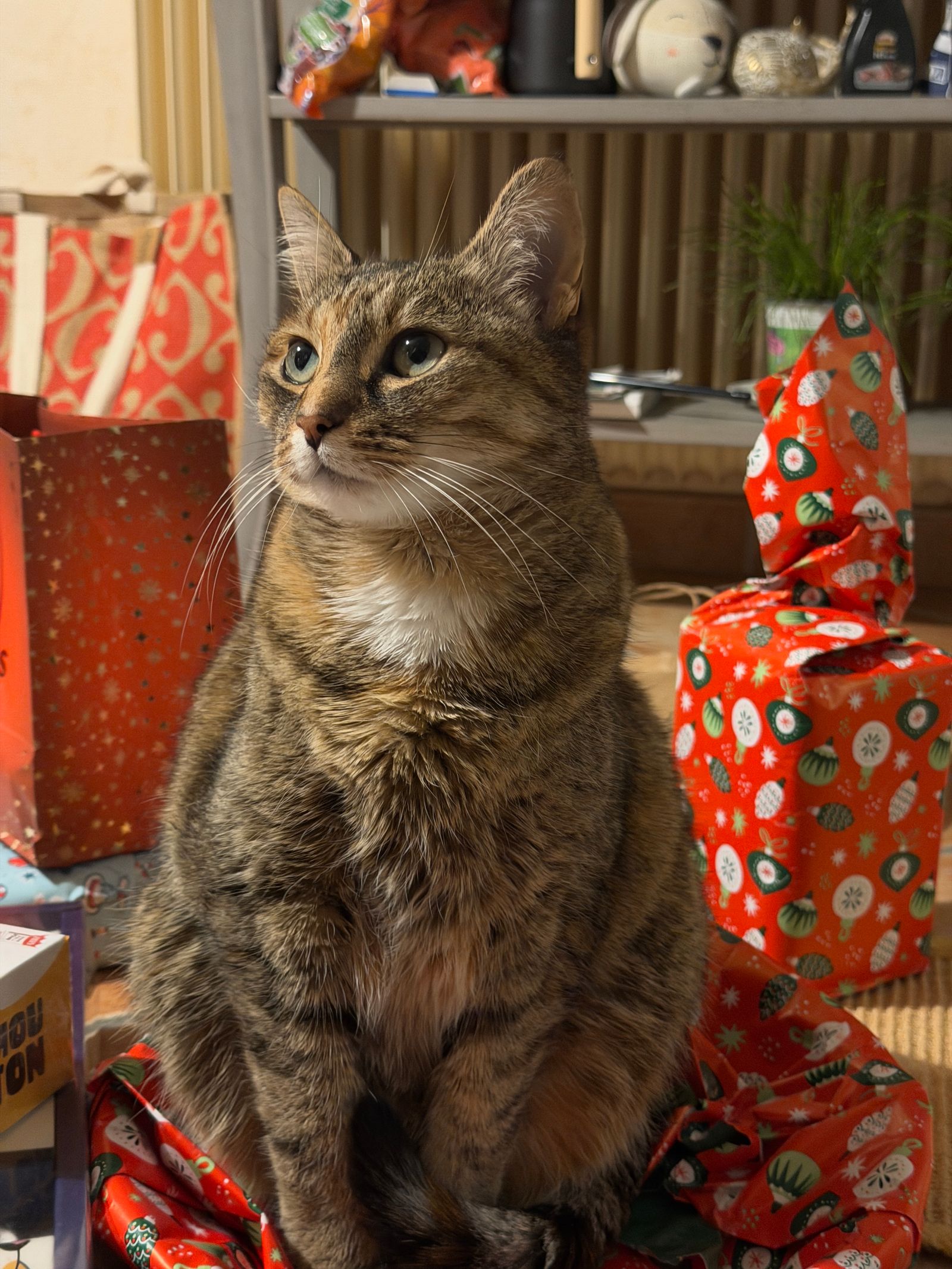 chat de noel