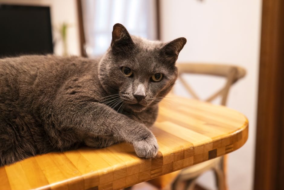 Cozy indoor scene of a gray cat lounging on a wooden table, adding warmth and charm.