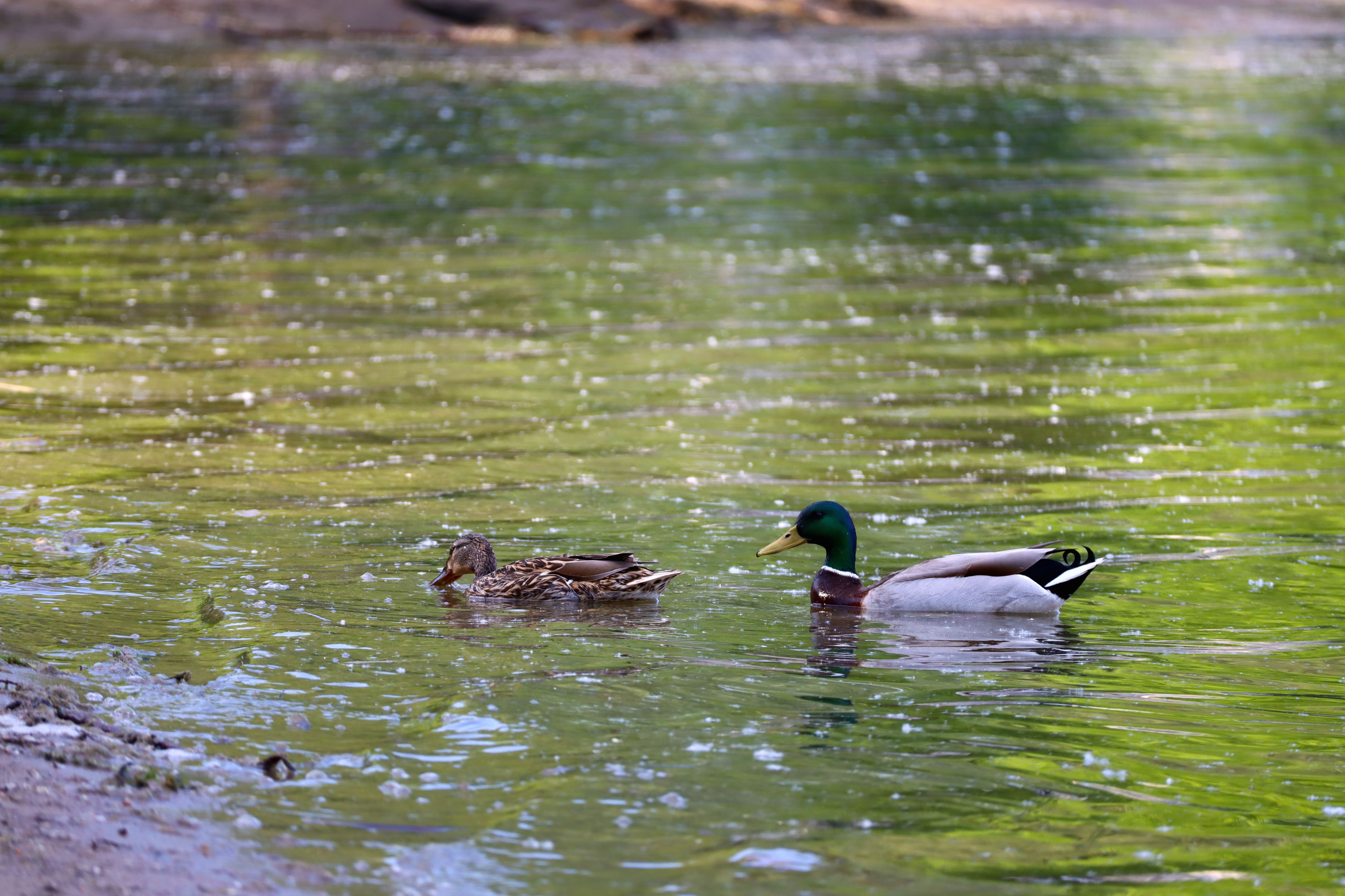 Pair of Mallard Ducks Swimming in Tranquil Pond · Free Stock Photo