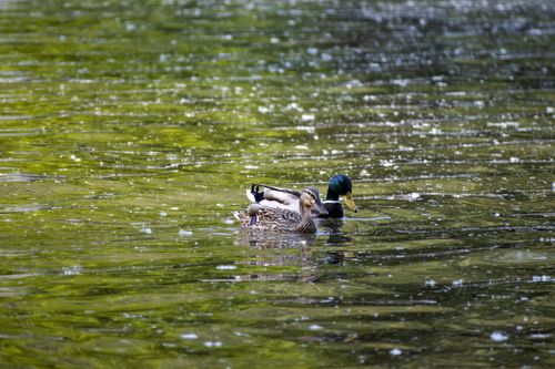 Free A pair of mallard ducks swimming gracefully on a serene pond with sunlight reflecting on the water. Stock Photo