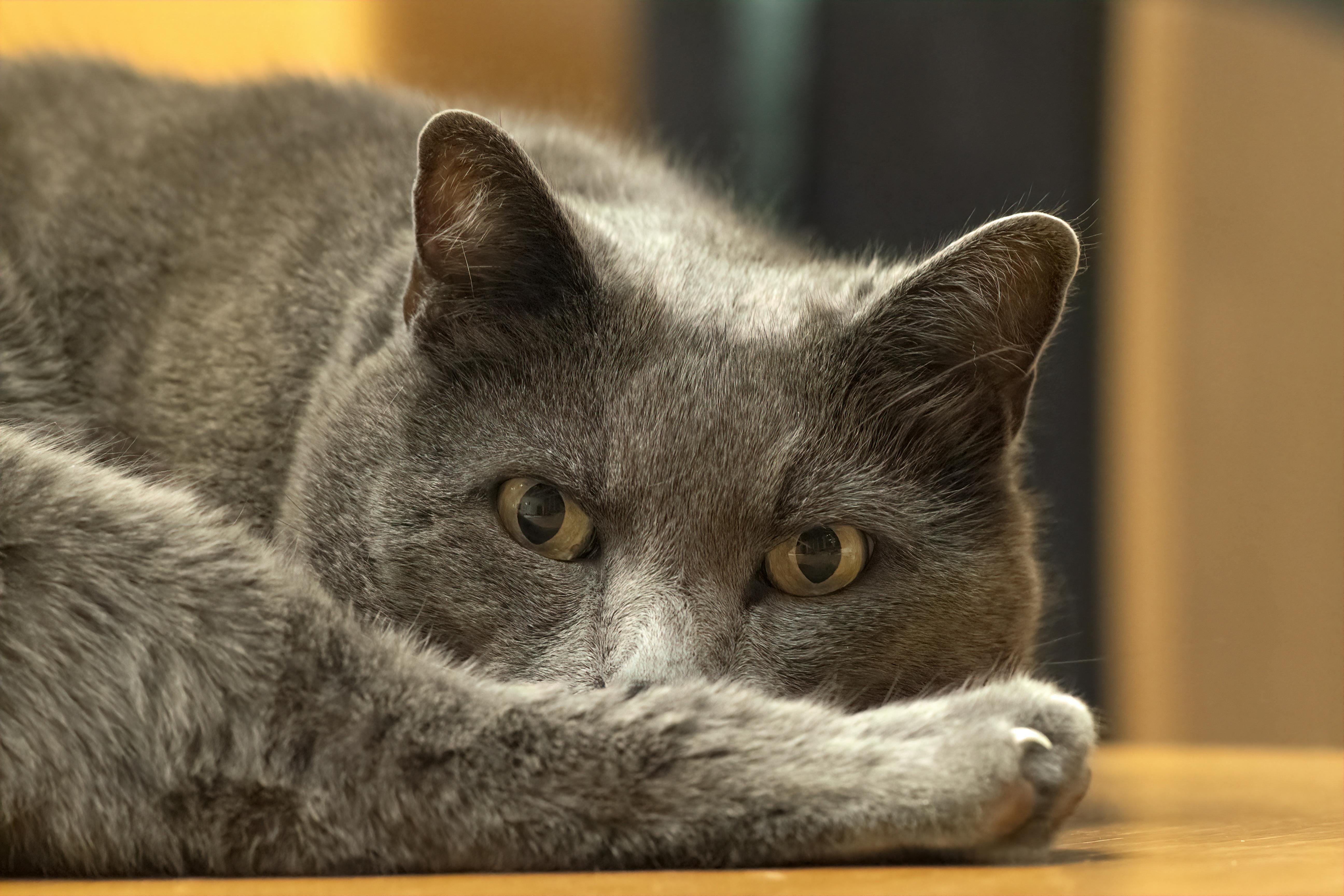 Gros plan sur le pelage d'un chat