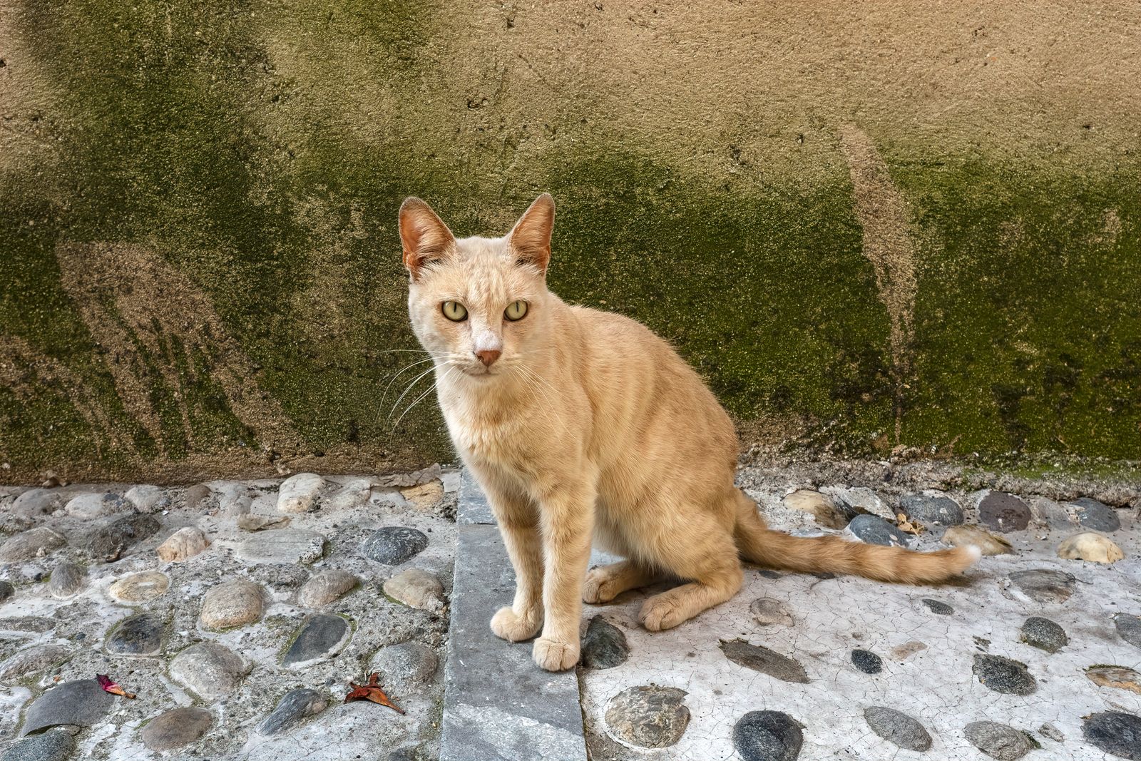 Cat Walking on Cobblestone Street · Free Stock Photo