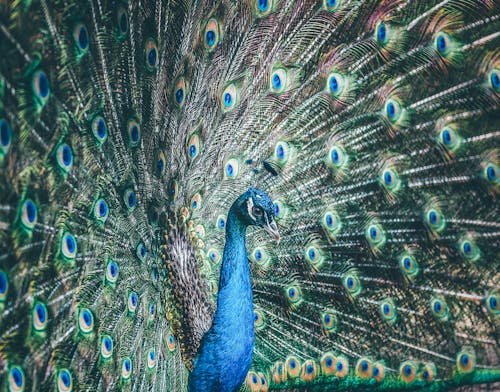 Foto Van Blue Peacock