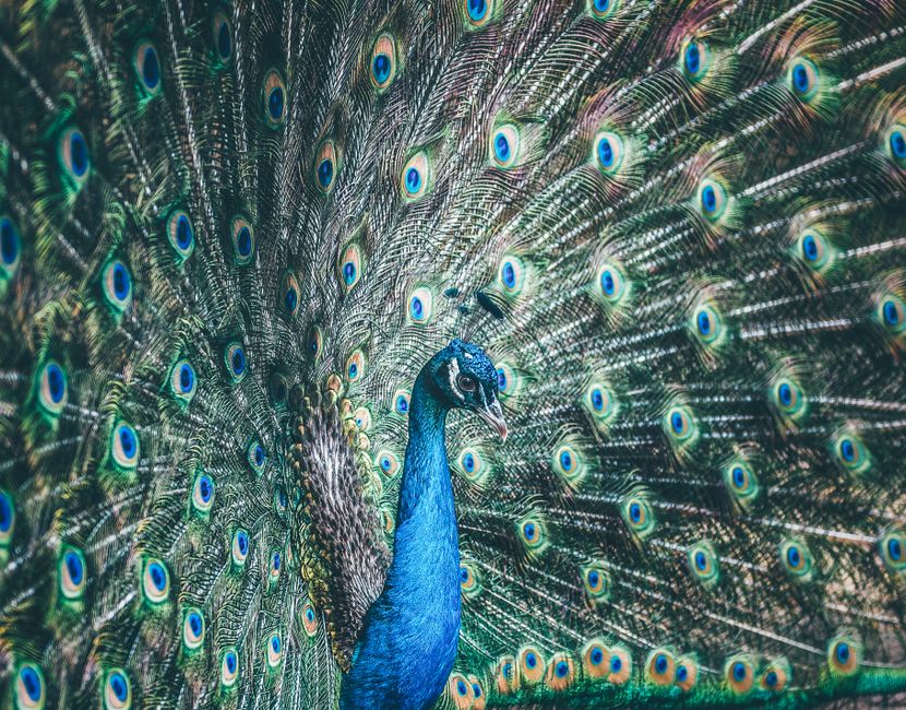 Colorful Peacock · Free Stock Photo