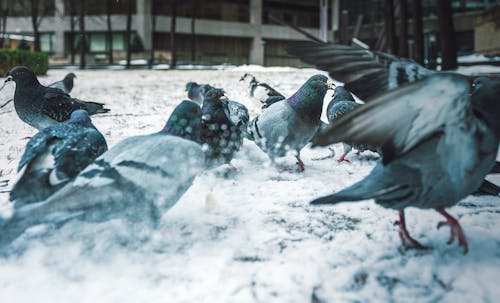 Flock of Pigeonson Snow