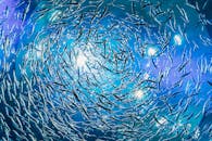 漩涡鱼学校的迷人景色展示了水下生动的海洋生物