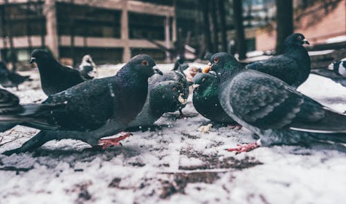 Photo of Rock Pigeons on Ground