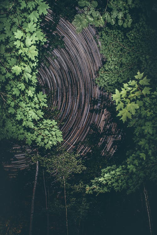 Time Lapse Photography of Green Trees