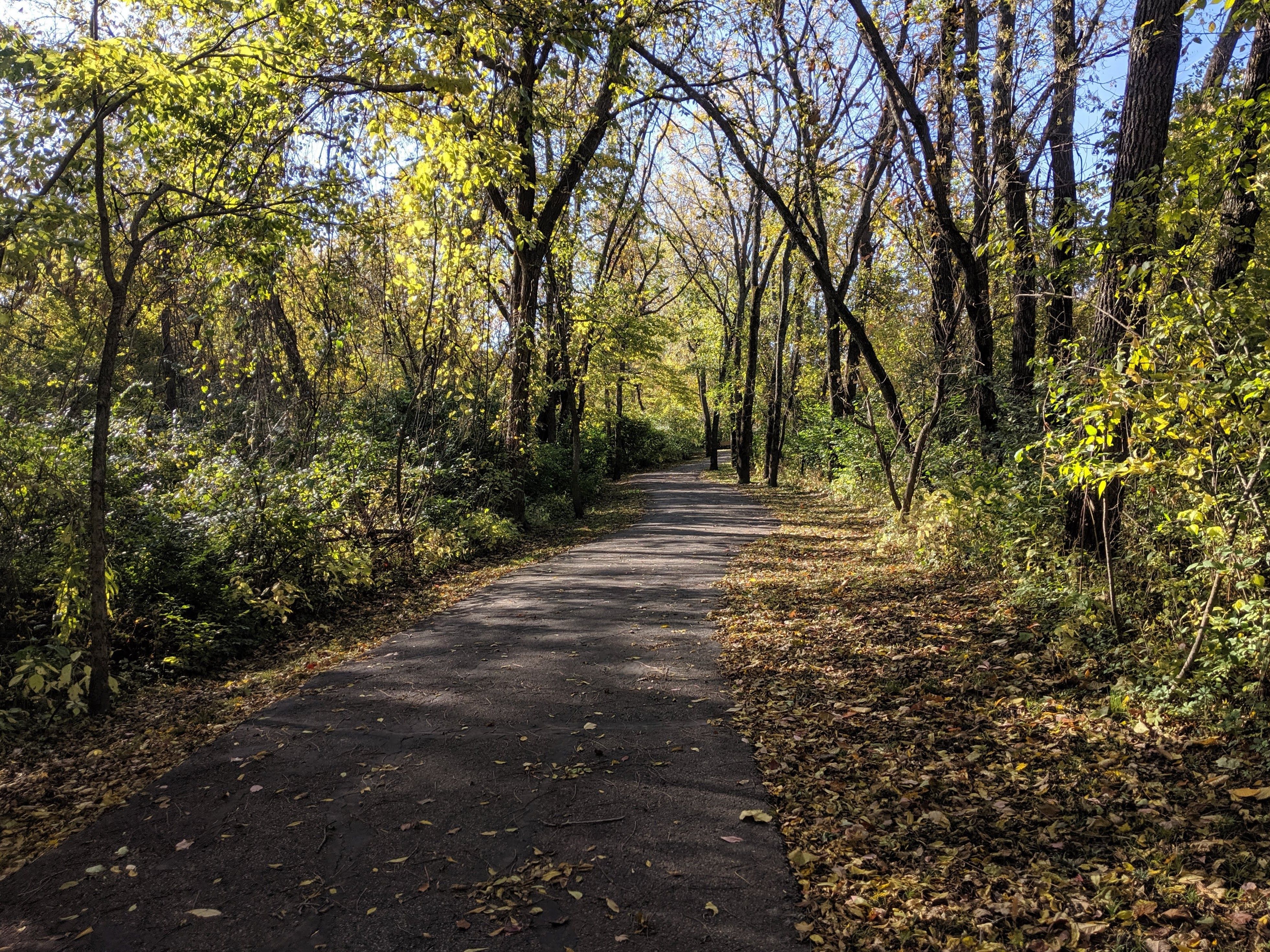 Serene Autumn Path Through Forest Foliage · Free Stock Photo