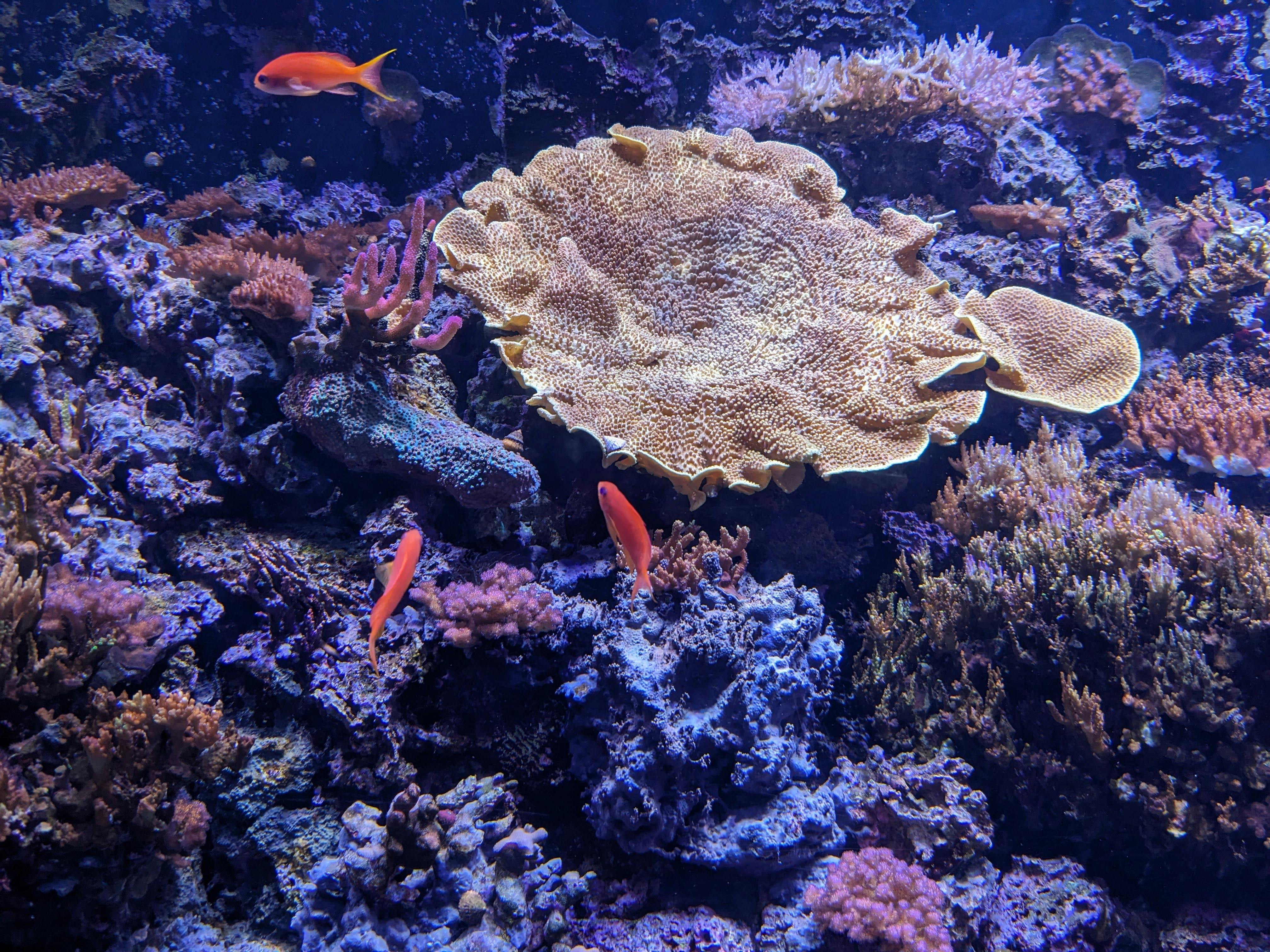 Plongée sous-marine corail