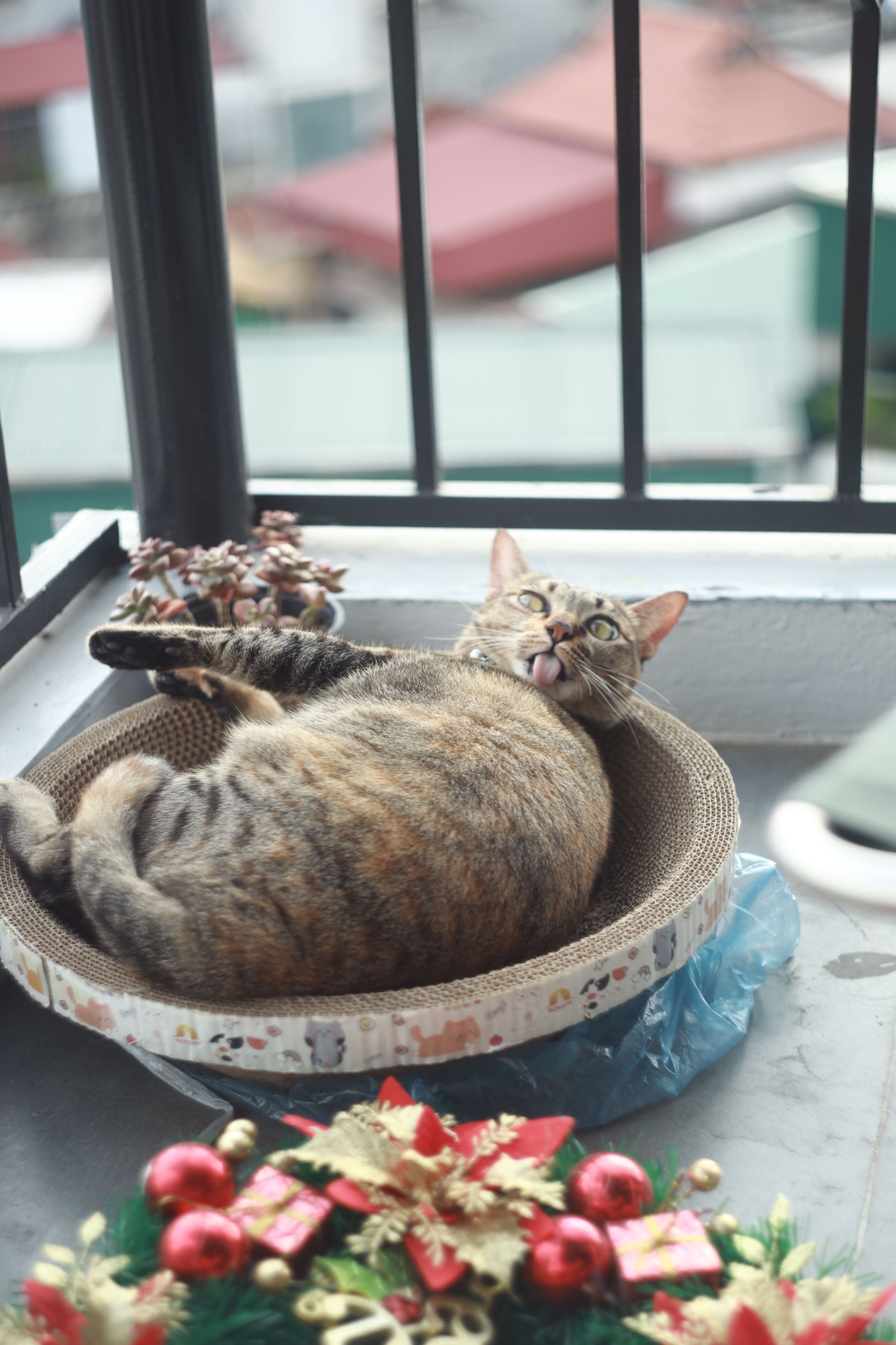Cute tabby cat relaxing in a basket on a Hanoi balcony with festive decor.