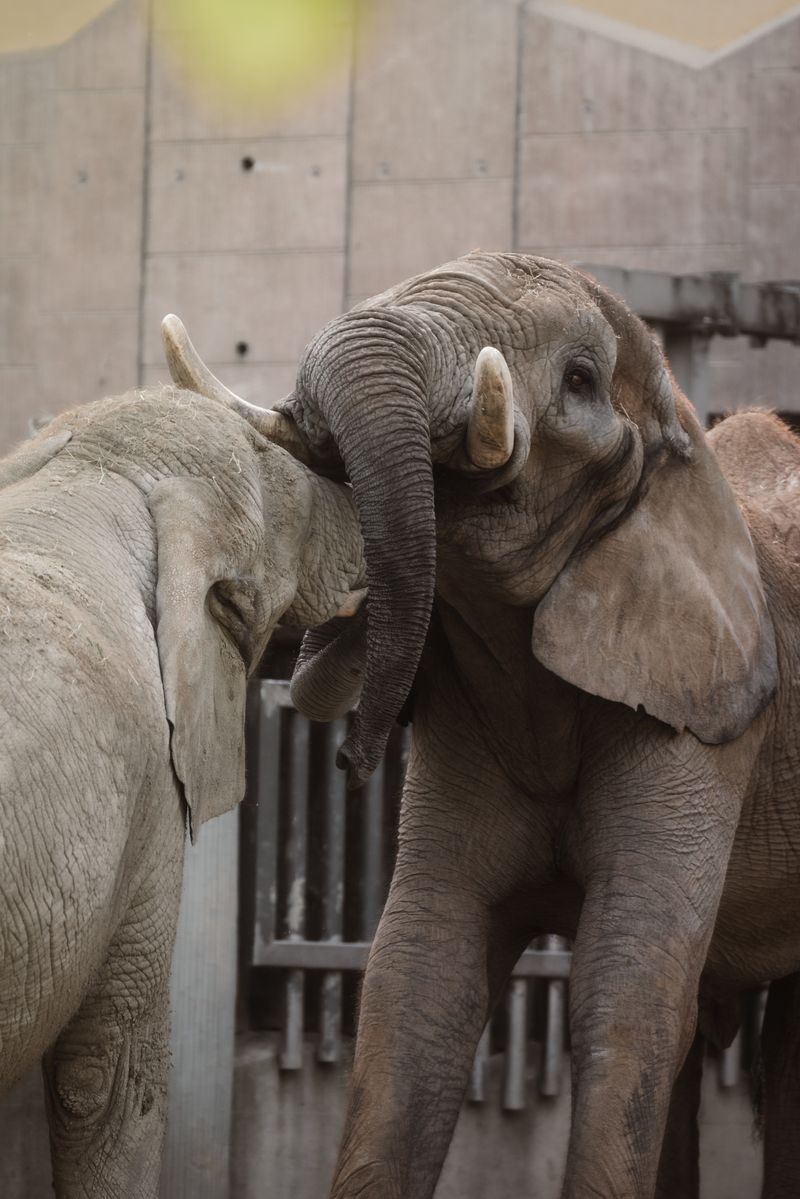 Two African elephants interact playfully within a zoo enclosure, showcasing social behavior.