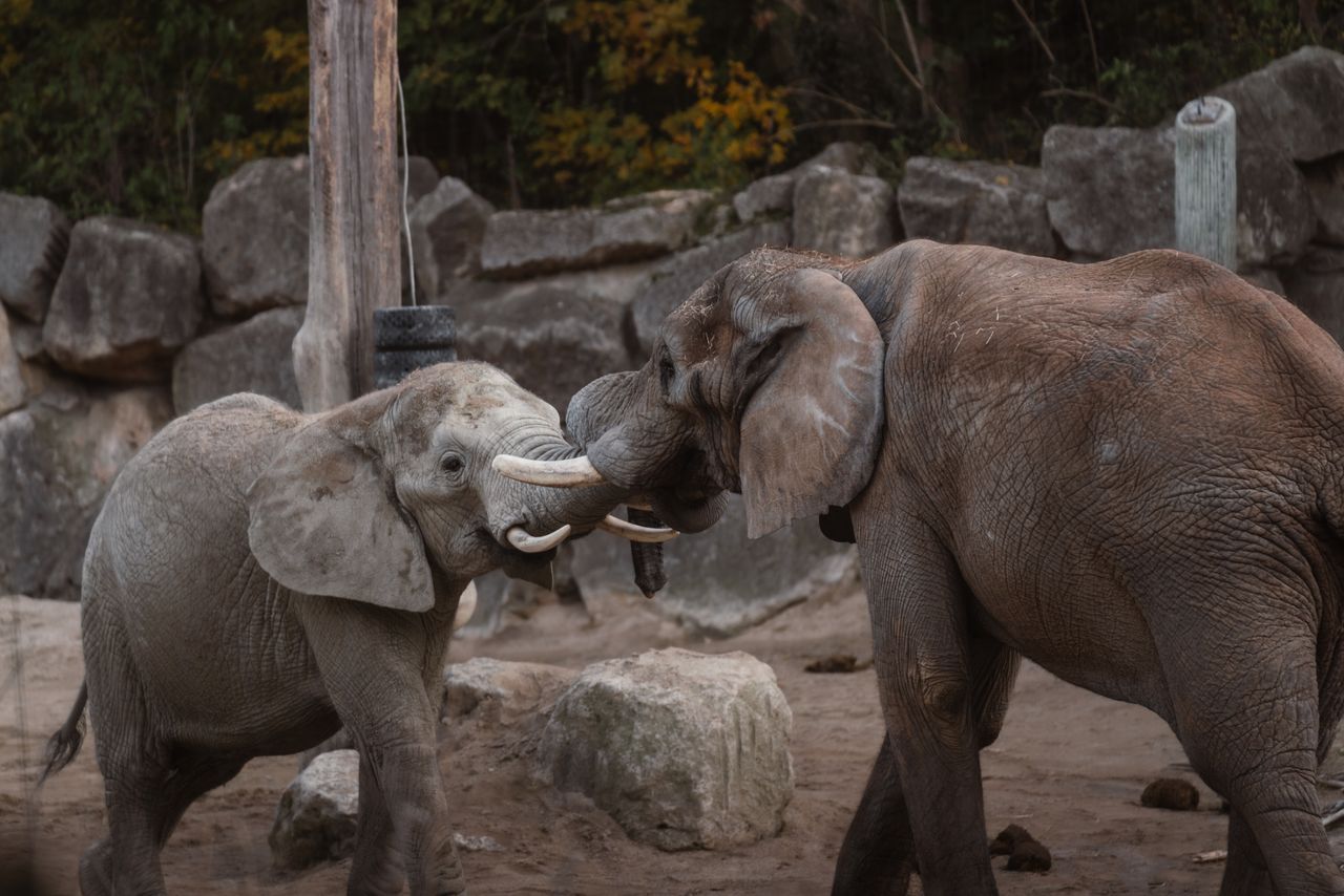 two young elephants engage in playful interaction outdoors against a r